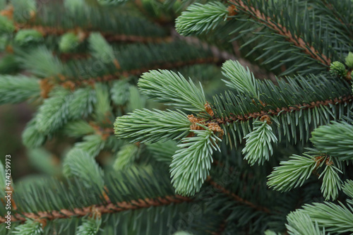 Young Christmas spruce tree with small cones. Summer green spruce in the forest.Christmas wallpaper concept. Detail of fresh spruce branch in forest. Selective soft focus, shallow depth of field
