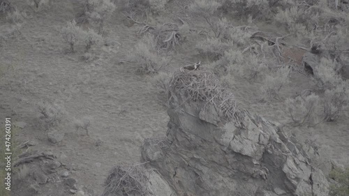 Ospreys in mountain nest  photo