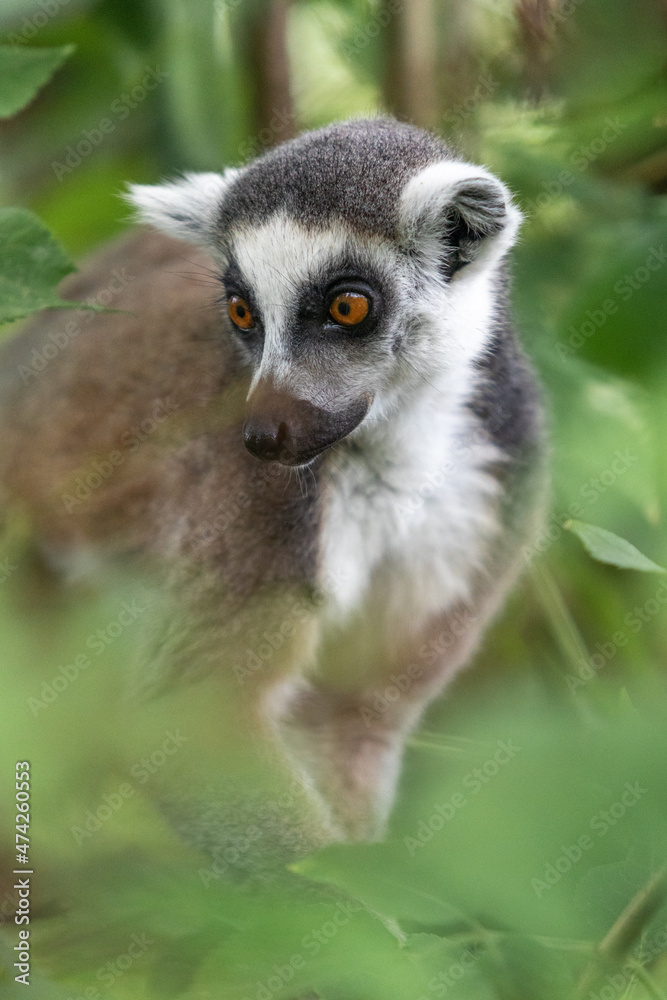 Obraz premium Lemur through the foliage