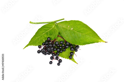 Twig with elderberries and a leaf lying on a white background. resh fruit black elderberry herb.
