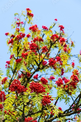 Rowan berry on mountain-ash deciduous tree, copy space on blue clear sky background, sunny day