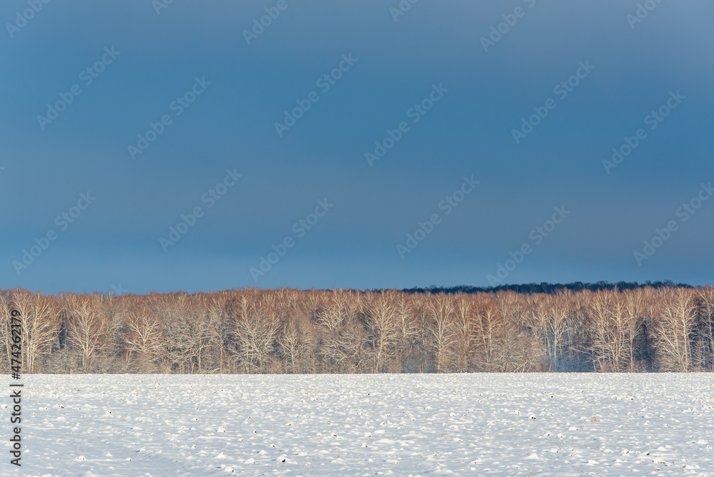 Field with snow and forest in the background.