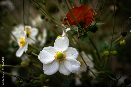 Schöne Blume