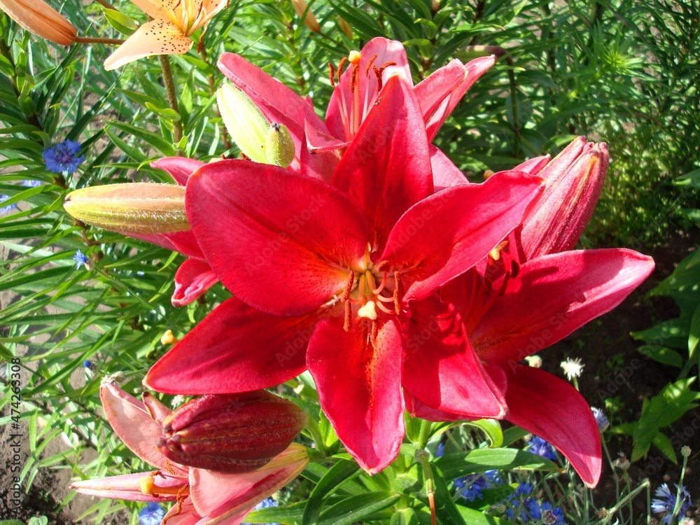 red and yellow lily