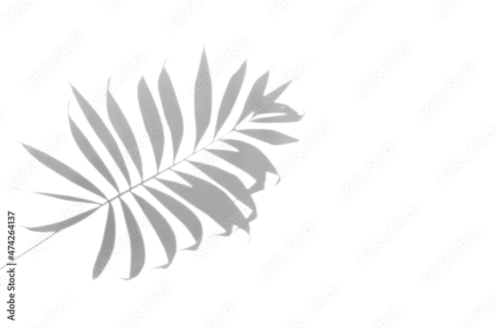 Palm leaf shadow overlay. Palm leaf shadow overlay.