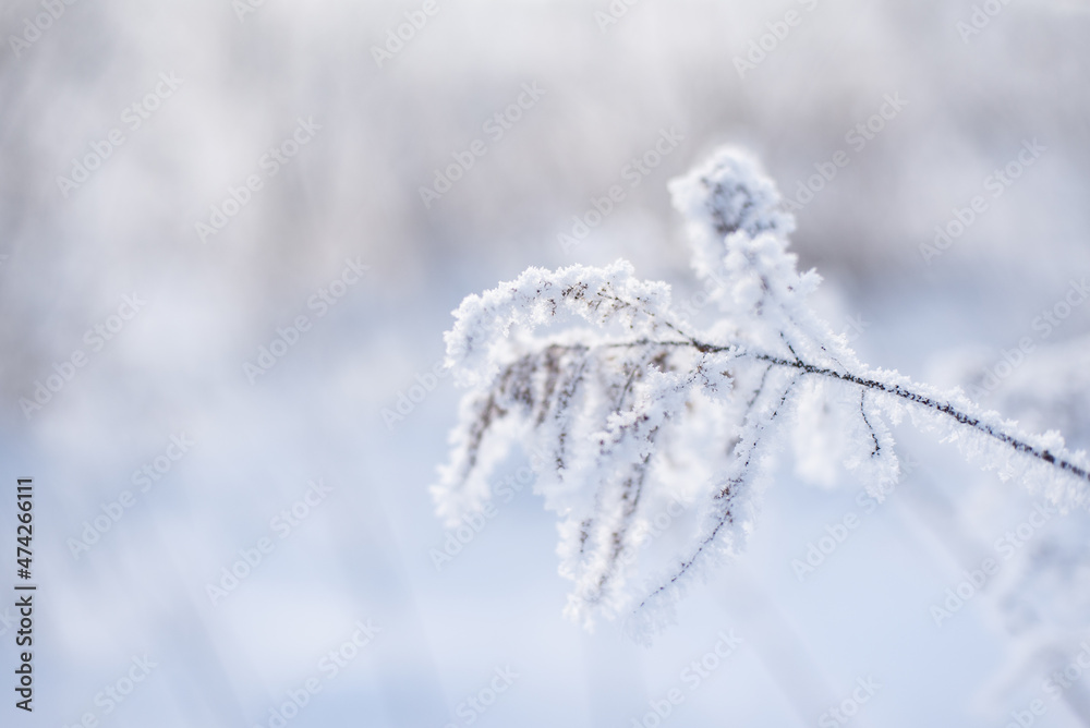 Frozen plants closeup at winter cloudy morning, winter background