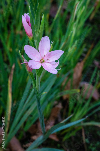 FLOR DE COLOR ROSA P  LIDO. LA FLOR TIENE CINTO P  TALOS. FONDO DESENFOCADO CON HOJAS LARGAS.