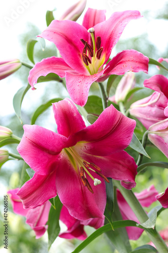 Lily flower and green leaf background in garden at sunny day. Bouquet of large pink lilies with water drops. Floral delicate natural background. Beautiful large drops of morning dew in spring nature. 
