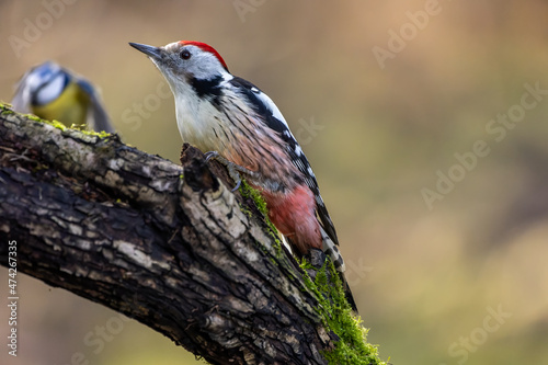 A middle-spotted woodpecker in a little forest at the Mönchbruch pond looking for food on a branch of a tree at a sunny day in winter. Beautiful blurred bokeh caused by the sun shining through trees.