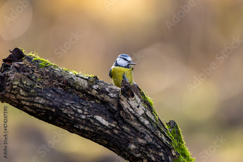 Blue tit at a feeding place at the Mönchbruch pond in a natural reserve in Hesse Germany. Looking for food in winter time.