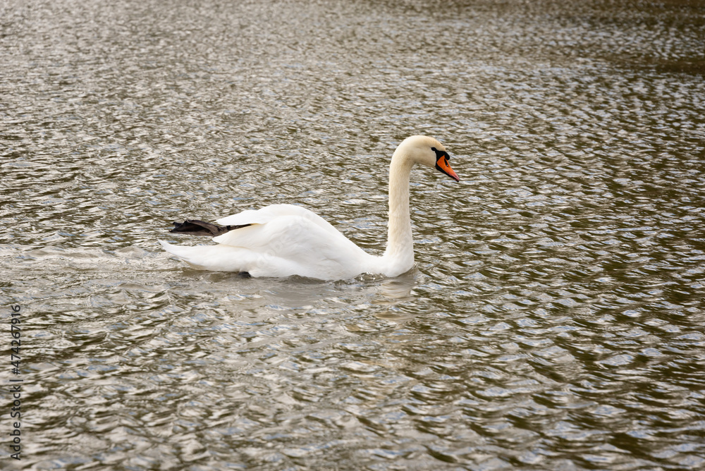 Fototapeta premium Lonely swan in the autumn (spring) pond.