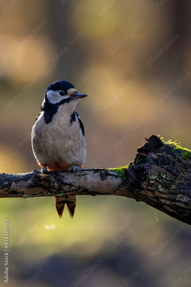 Obraz premium A great-spotted woodpecker in a little forest at the Mönchbruch pond looking for food on a branch of a tree at a sunny day in winter. Beautiful blurred bokeh caused by the sun shining through trees.