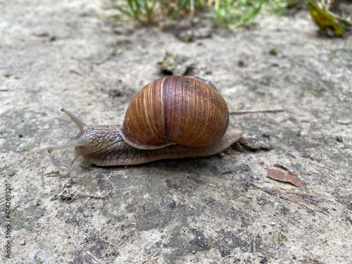 Brown snail in the summer forest
