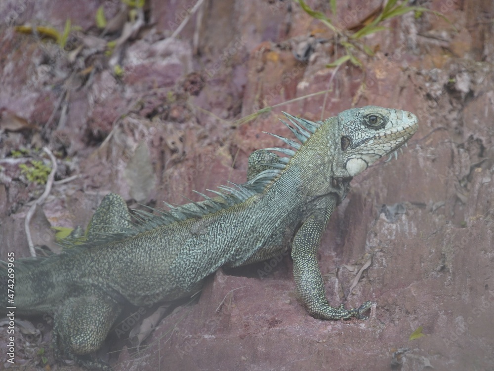 Obraz premium Green iguana (Iguana iguana) Iguanidae family. Amazon rainforest.