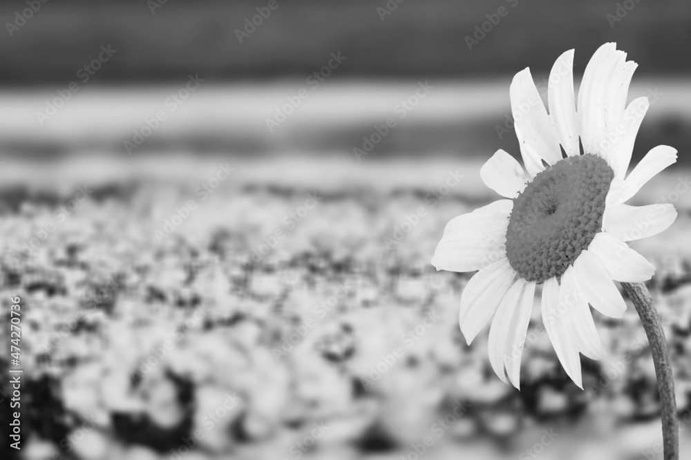 Daisies Background Tumblr Black