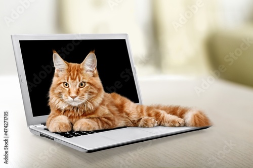 A beautiful cat is lying on a laptop keyboard on a home office desk.