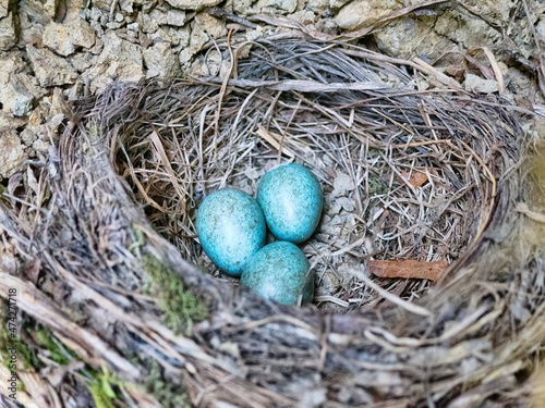 Nest of Blackbird (Turdus merula) with eggs. Mixed forests of Northern Europe photo