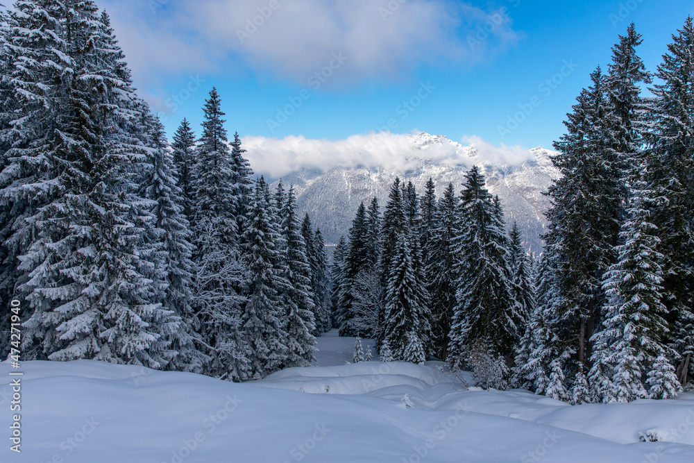 Fototapeta premium Snow covered pine trees in alpine forest