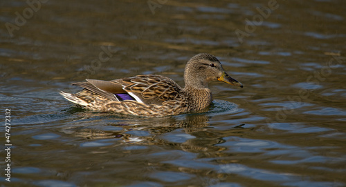 Mallard, mollard duck (Anas platyrhynchos, adult female, breeding plumage). Portrait close-up photo