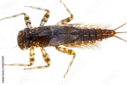 Valokuva Nymph of Common Mayfly (Ephemera vulgata)
