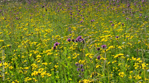 Abandoned fields (long term fallow) are heavily overgrown with weeds. Beautiful picture mass flowering of wildflowers. Canada thistle (Sonchus arvensis), Bachelor's-button (Centaurea cyanus) dominance photo