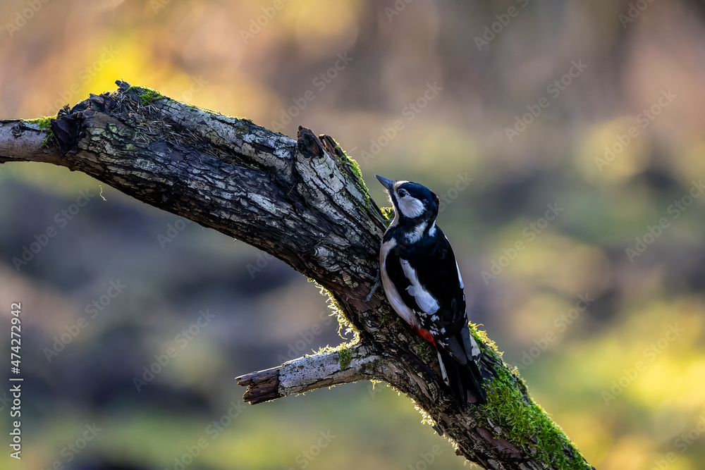 A great-spotted woodpecker in a little forest at the Mönchbruch pond looking for food on a branch of a tree at a sunny day in winter. Beautiful blurred bokeh caused by the sun shining through trees. A great-spotted woodpecker in a little forest at the Mönchbruch pond looking for food on a branch of a tree at a sunny day in winter. Beautiful blurred bokeh caused by the sun shining through trees.