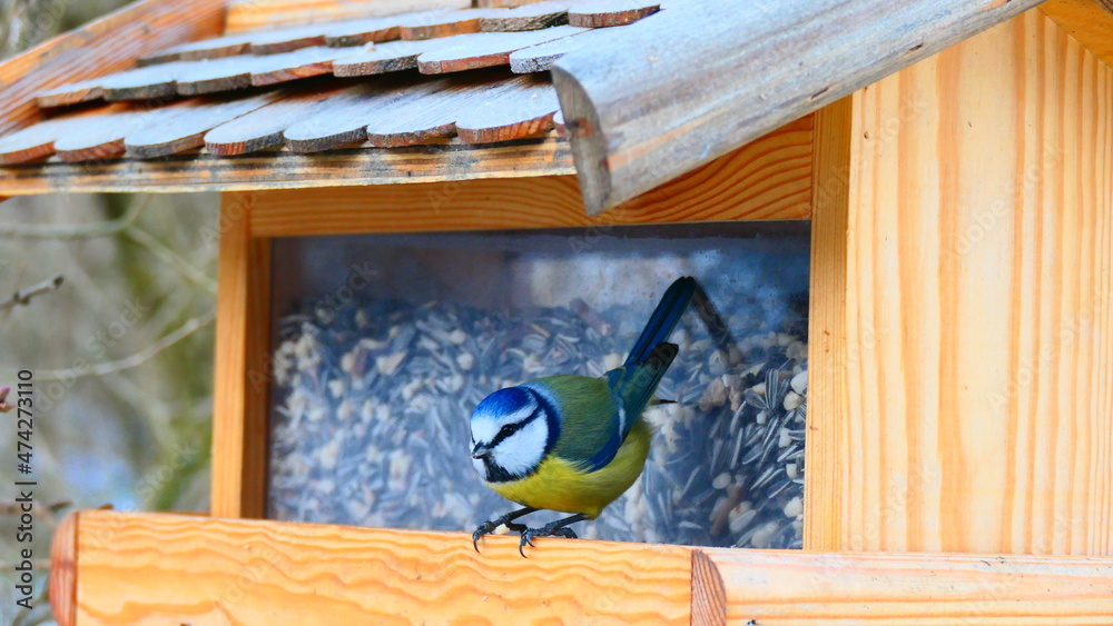 Fototapeta premium Vögel futtern