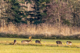 A group of fallow deers walking on a meadow next to a forest at the so called Mönchbruch natural reserve a sunny day in winter in Hesse, Germany. 