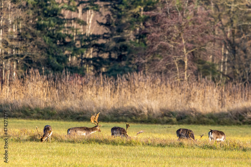 Fototapeta Naklejka Na Ścianę i Meble -  A group of fallow deers walking on a meadow next to a forest at the so called Mönchbruch natural reserve a sunny day in winter in Hesse, Germany. 