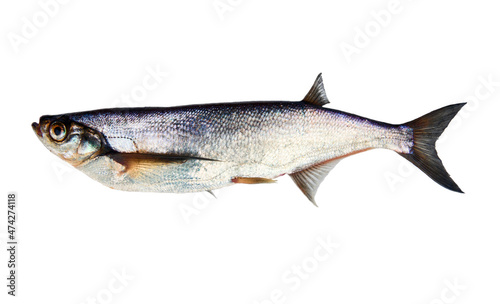 Silver fish on white background. Sabrefish (Pelecus cultratus) from the river Svir, Lake Ladoga, Russia, May. photo