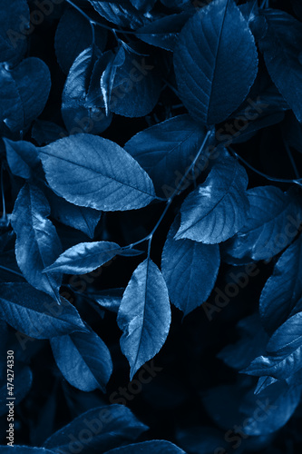 Nature background with leaves in dark blue mode 