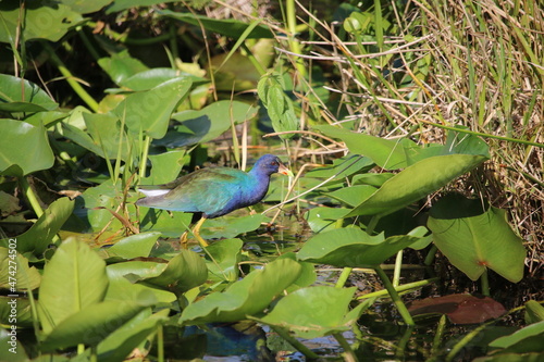 Purple Gallinule