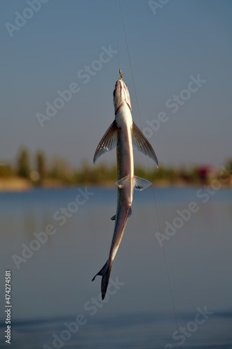 Sport fishing in the north river. Dynamic picture when Sabrefish (Pelecus cultratus) are brought to the surface photo