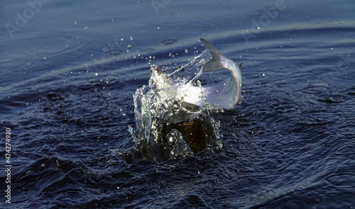 Sport fishing in the north river. Dynamic picture when Sabrefish (Pelecus cultratus) are brought to the surface - fish leaps out of the water photo