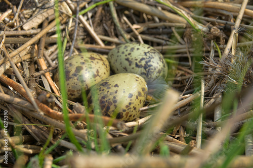 black-headed gulls (Larus ridibundus) nests on separate sedge hummocks and retted reed stalks in the terrestrialization mire. Helium. North-East of Europe photo