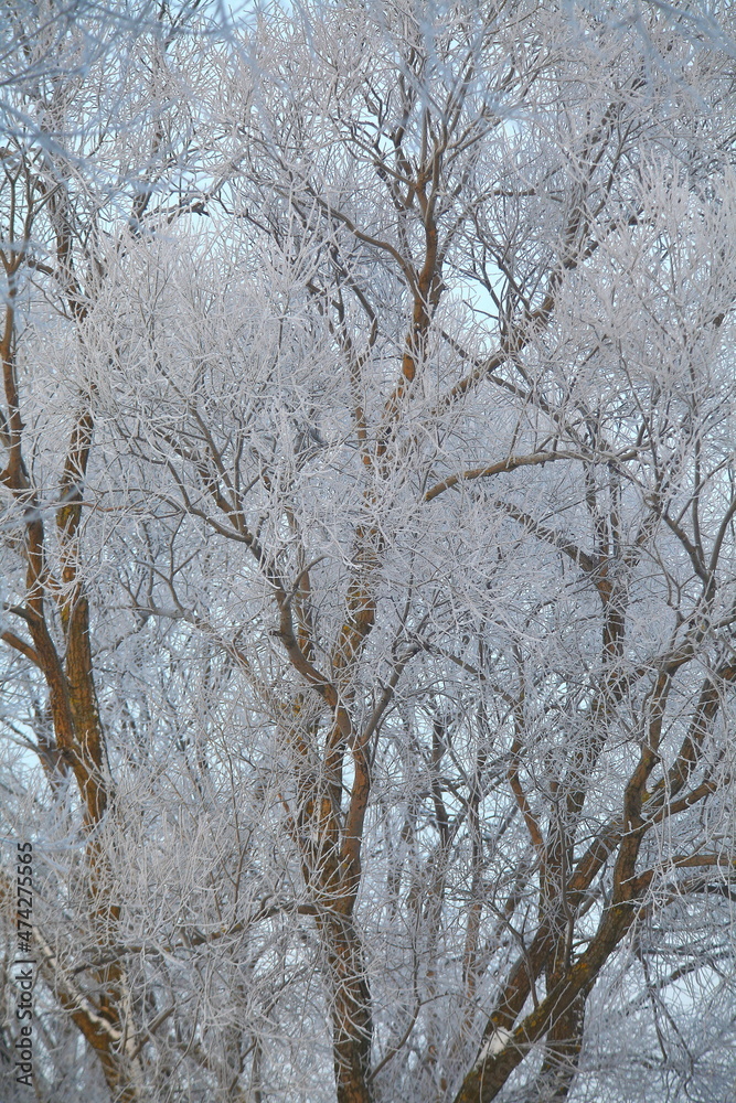Winter forest with rime in frost, tree branches Winter forest with rime in frost, tree branches