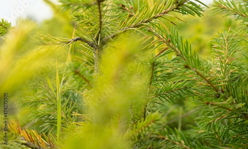 Forest nursery for growing spruce seedlings. Eastern Europe forestry photo