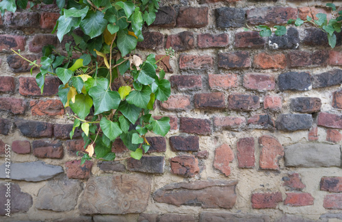 wild ivy on the background of an old brick and stone wall