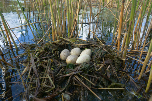 Bird's Nest Guide. Nidology. Slavonian grebe (Podiceps auritus) floating nest in reed beds of southern eutrophic lake with abundance of common reed (Phragmites australis) photo