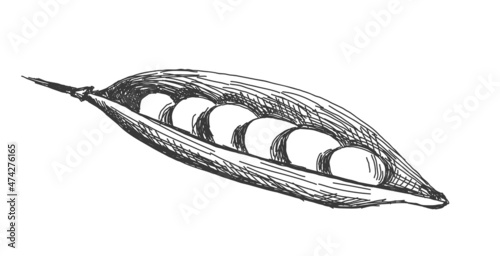 illustration of peas pod line art, isolated on white background. Sticker, image for menu, packaging, design element.