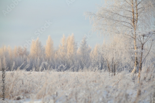 Winter forest with frost in frost covered with hoarfrost treetops illuminated by the setting sun © Romulenoc 777
