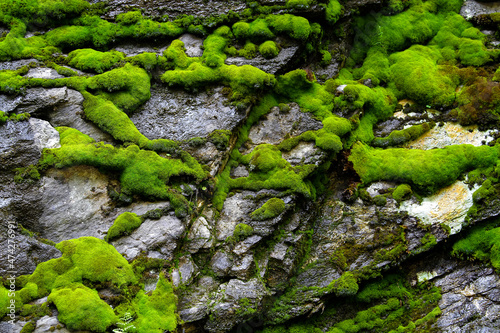 Green moss on the grey rocks in a rainy day in the mountains © Razvan