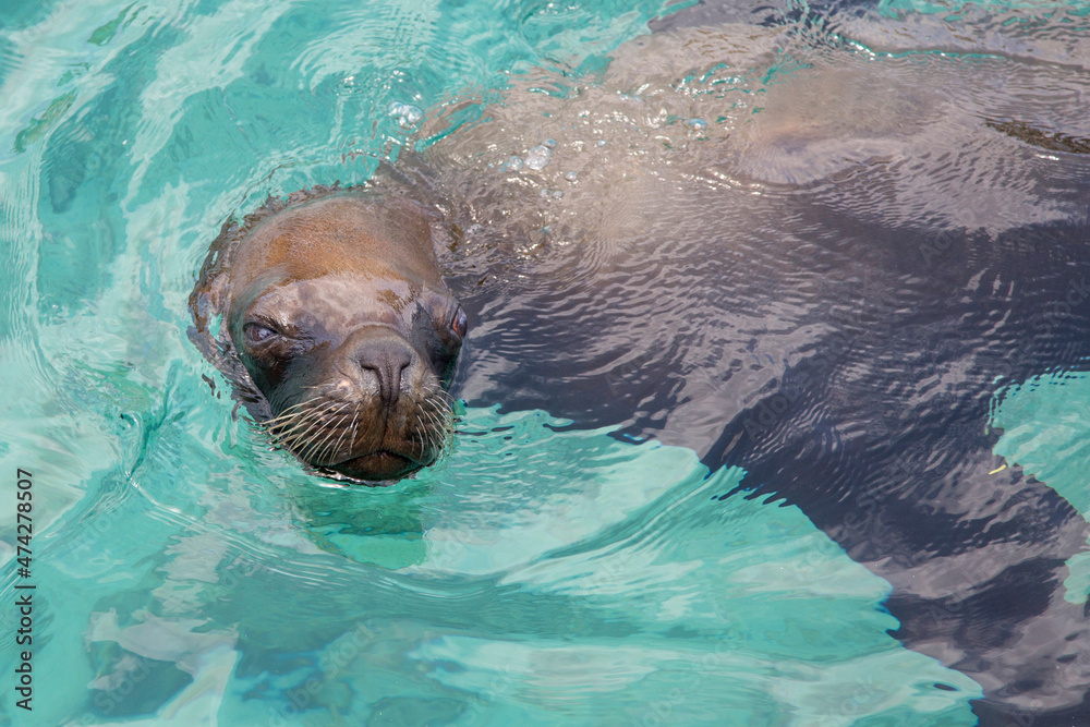 Obraz premium Seelöwe im Meer