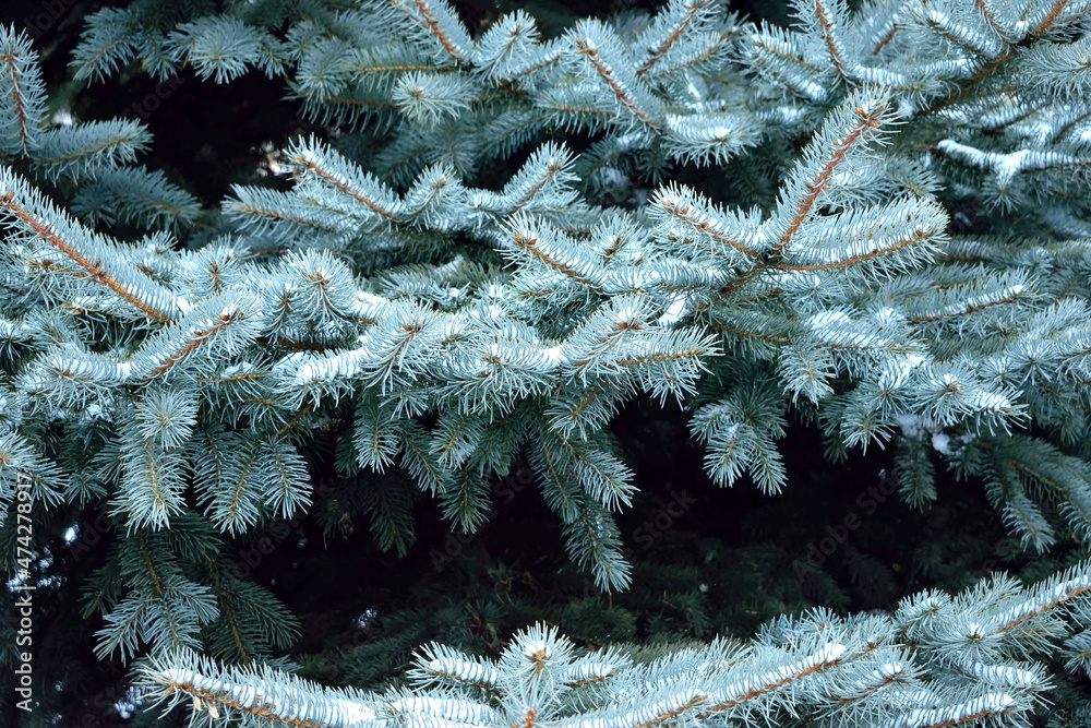 branches of blue spruce, close-up, as a texture for the background