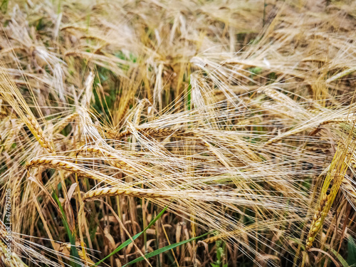 Close up of rye ears growing on the field. Summer landscape. Agriculture harvest. Countryside