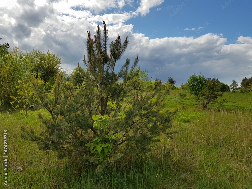 Obraz premium grass and sky