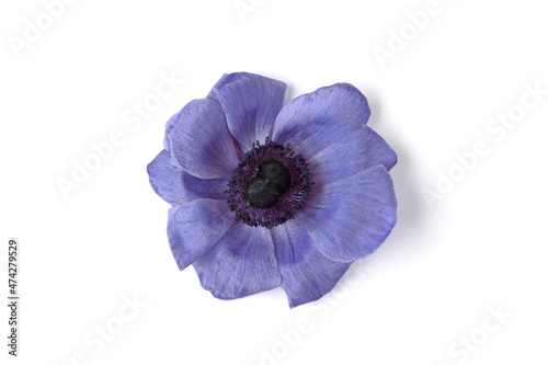 Beautiful anemone flower isolated on white background. Spring, summer season. Top view. Copy space. Trendy color of the year 2022. Very peri © Mariia