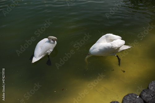 beautiful clean white swan swims in a clear lake photo