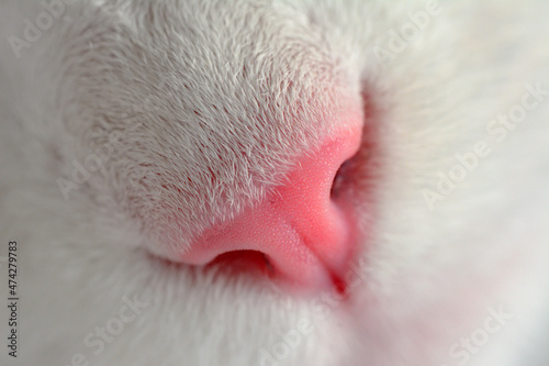 White Cat's nose, macro view. Curious animal portrait close up.