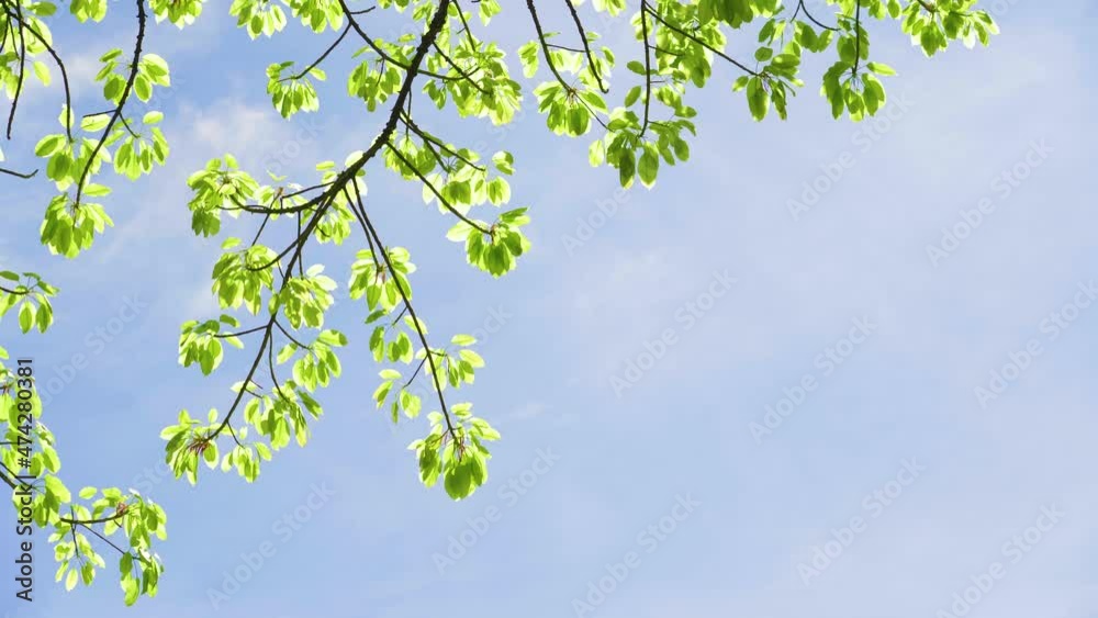 Looking up forest perspective sky. High trees sun beams sky. Tree tall with top sky sunshine. Looking up forest perspective sky. High trees sun beams sky. Tree tall with top sky sunshine.